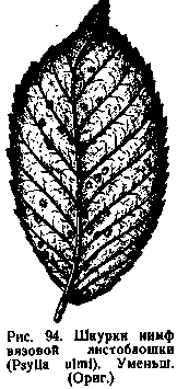 Шкурки нимф вязовой листоблошки