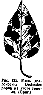 Мины долгоносика на листе тополя