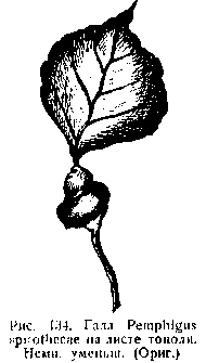 Галл на листе тополя