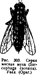 Мясная муха
