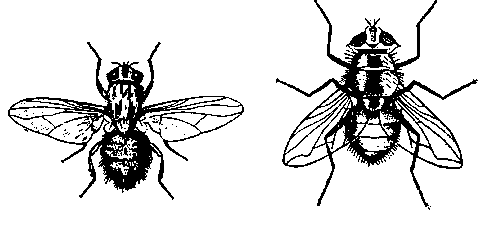 Домовая (слева) и синяя мясная муха (справа)