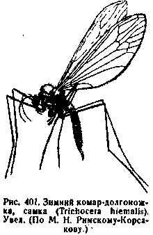 Зимний комар долгоножка