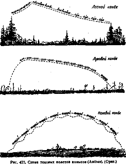 Схема токовых полётов коньков